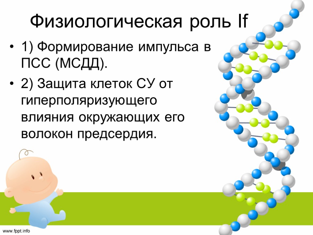 Физиологическая роль If 1) Формирование импульса в ПСС (МСДД). 2) Защита клеток СУ от